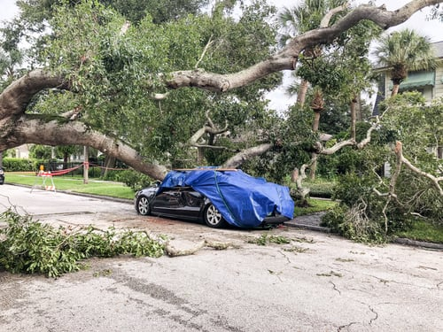 A Tree Came Down in the Storm. What to Do in the First Hour