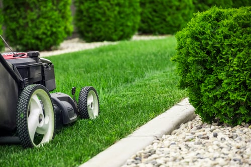 You Are Probably Cutting Your Grass Too Short