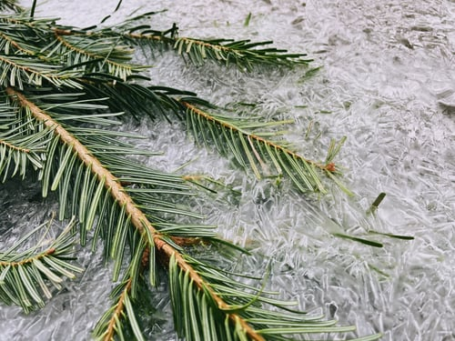 Pine Straw or Mulch? What Actually Works Better Here