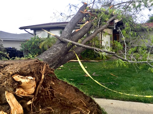 Five Signs a Tree Near Your House Needs to Come Down