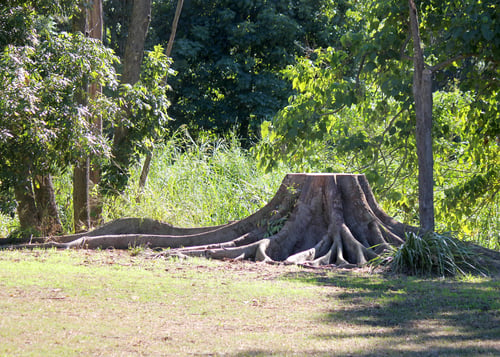 Stump Grinding