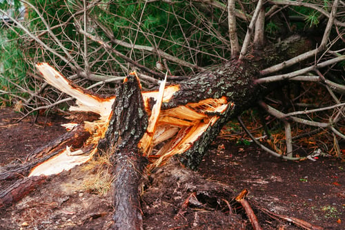 Tree Removal