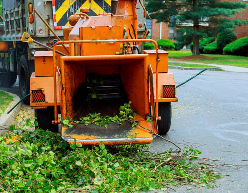 Tree Trimming